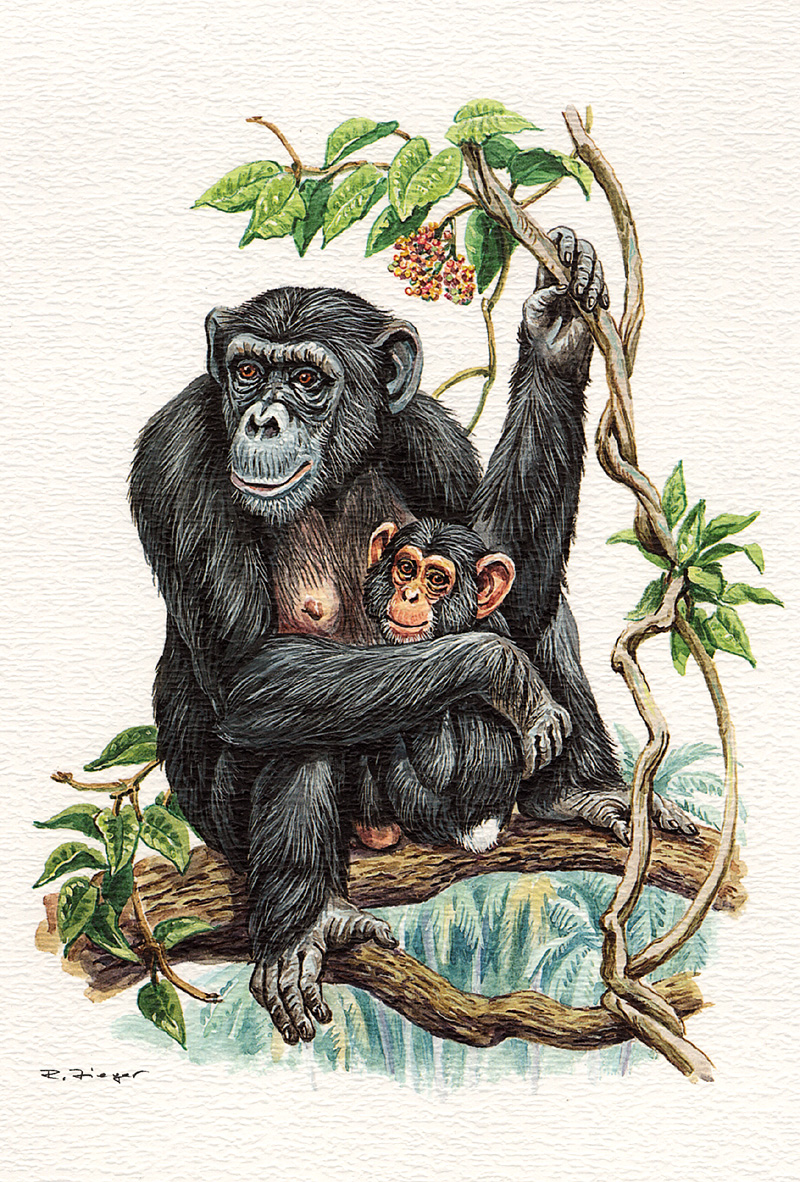 [zFox SWD Animals] Chimpanzee (illust); DISPLAY FULL IMAGE.