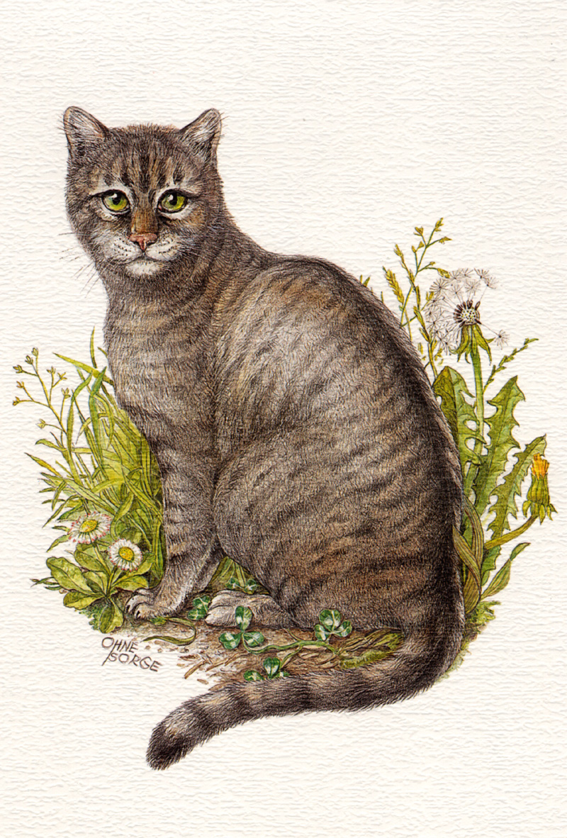 [zFox SWD Animals] Domestic Cat (illust); DISPLAY FULL IMAGE.