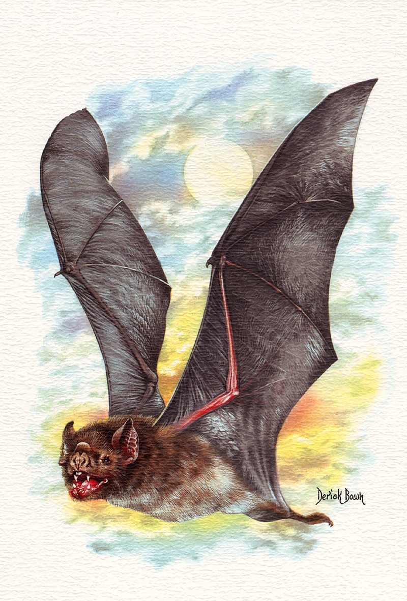 [zFox SWD Animals] Vampire Bat (illust); DISPLAY FULL IMAGE.