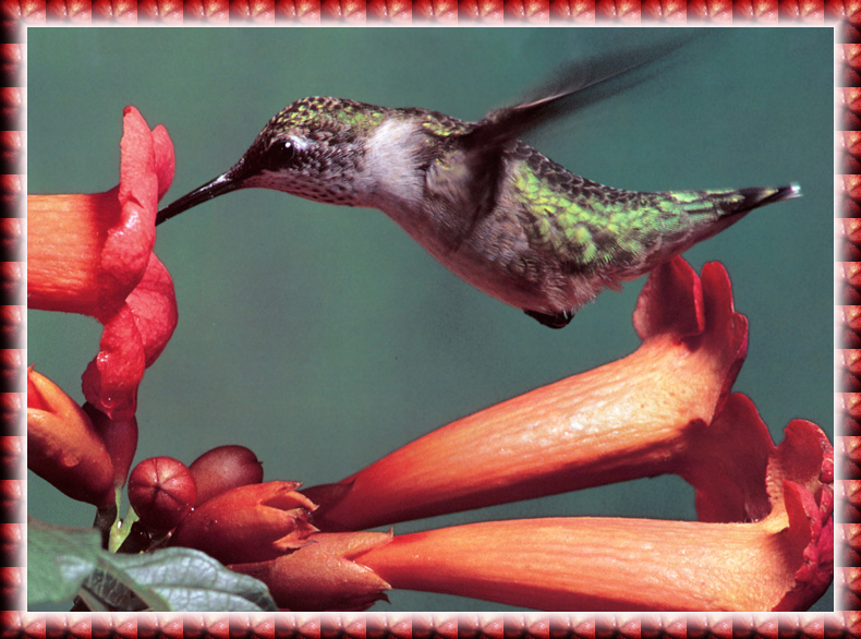 [zFox Bird Series B1] Backyard Birds - Ruby-throated Hummingbird; DISPLAY FULL IMAGE.