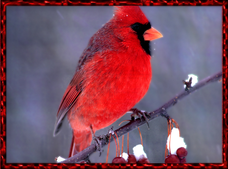 [zFox Bird Series B1] Backyard Birds - Northern Cardinal; DISPLAY FULL IMAGE.