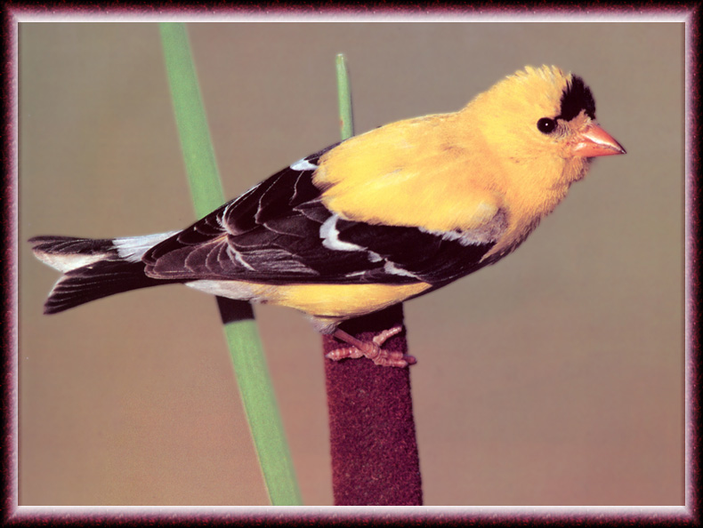[zFox Bird Series B1] Backyard Birds - American Goldfinch; DISPLAY FULL IMAGE.