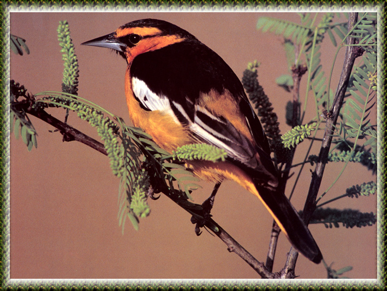 [zFox Bird Series B1] Backyard Birds - Northern Oriole; DISPLAY FULL IMAGE.
