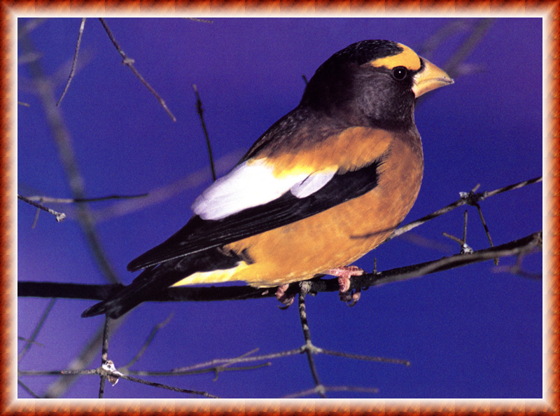 [zFox Bird Series B1] Backyard Birds - Evening Grosbeak; DISPLAY FULL IMAGE.