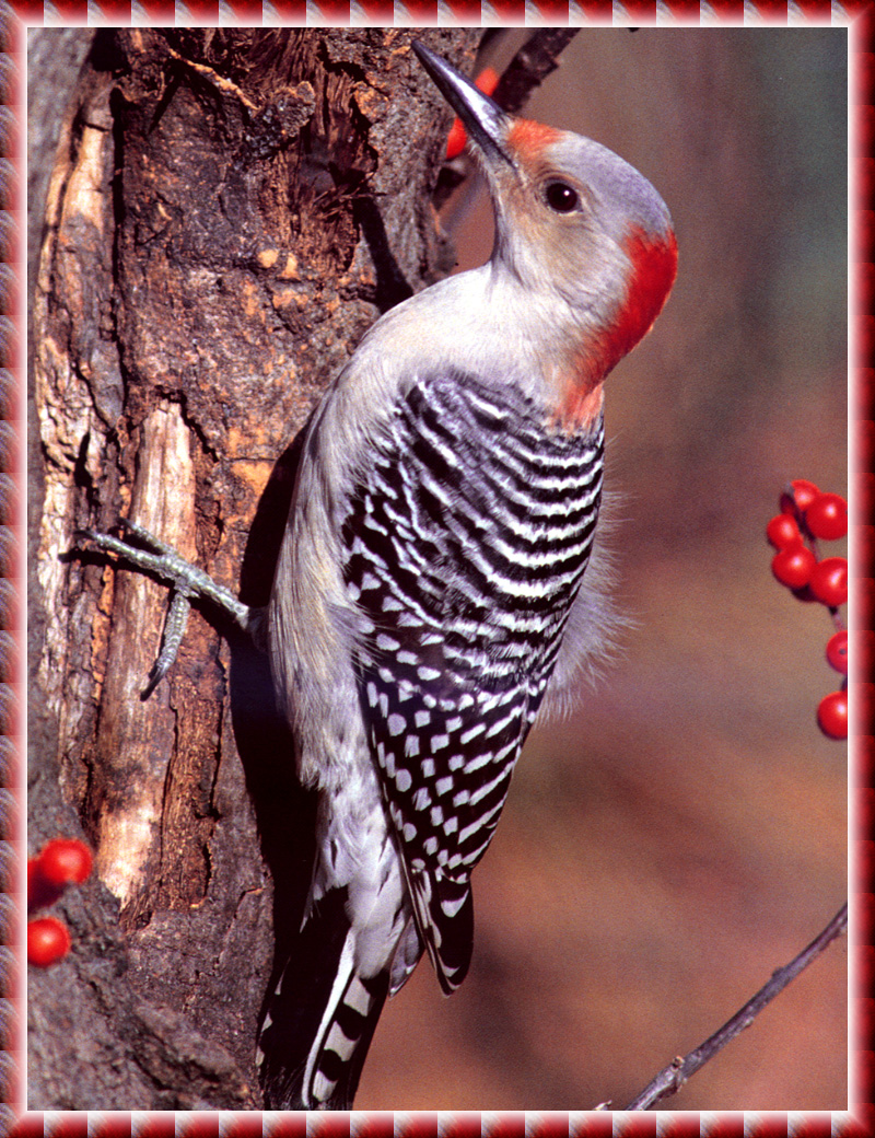 [zFox Bird Series B1] Backyard Birds - Red-bellied Woodpecker; DISPLAY FULL IMAGE.