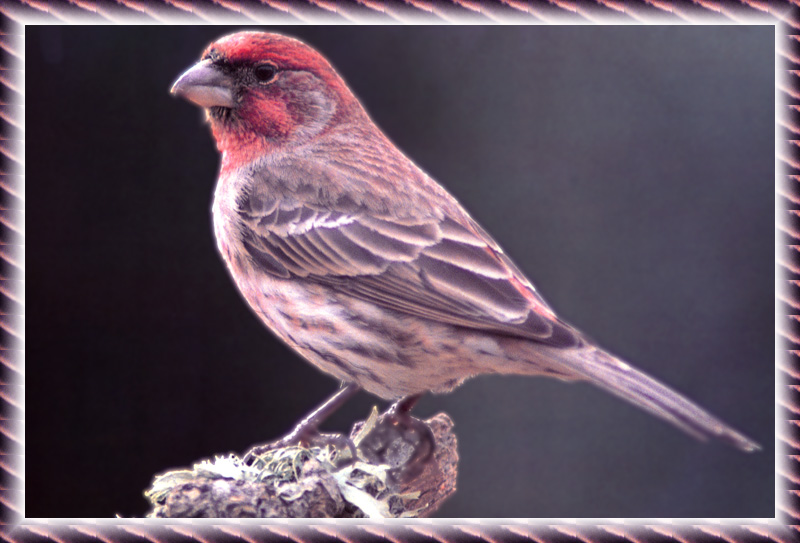[zFox Bird Series B1] Backyard Birds - House Finch; DISPLAY FULL IMAGE.