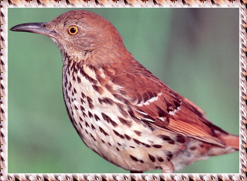 [zFox Bird Series B1] Backyard Birds - Brown Thrasher; DISPLAY FULL IMAGE.
