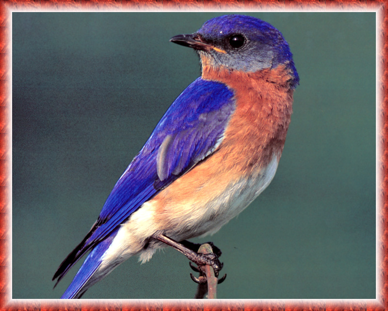 [zFox Bird Series B1] Backyard Birds - Eastern Bluebird; DISPLAY FULL IMAGE.