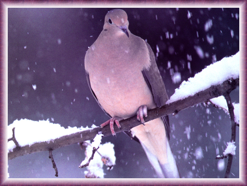[zFox Bird Series B1] Backyard Birds - Mourning Dove; DISPLAY FULL IMAGE.