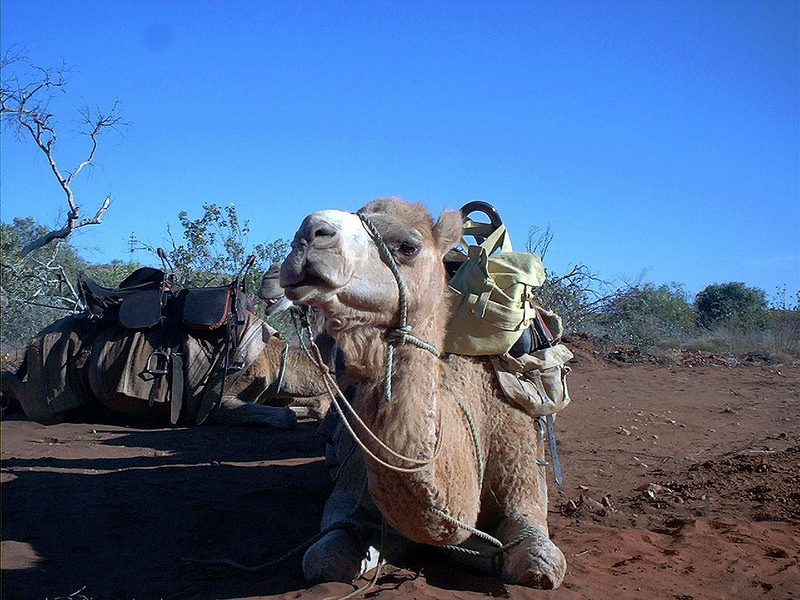 [DOT CD09] Western Australia, Cape Range - Camel; DISPLAY FULL IMAGE.