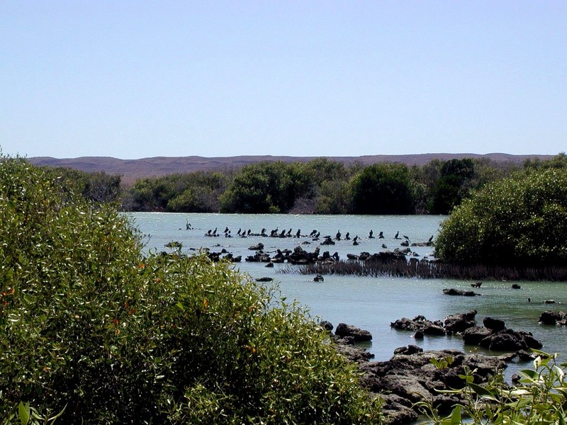 [DOT CD09] Western Australia, Cape Range - Birds; DISPLAY FULL IMAGE.