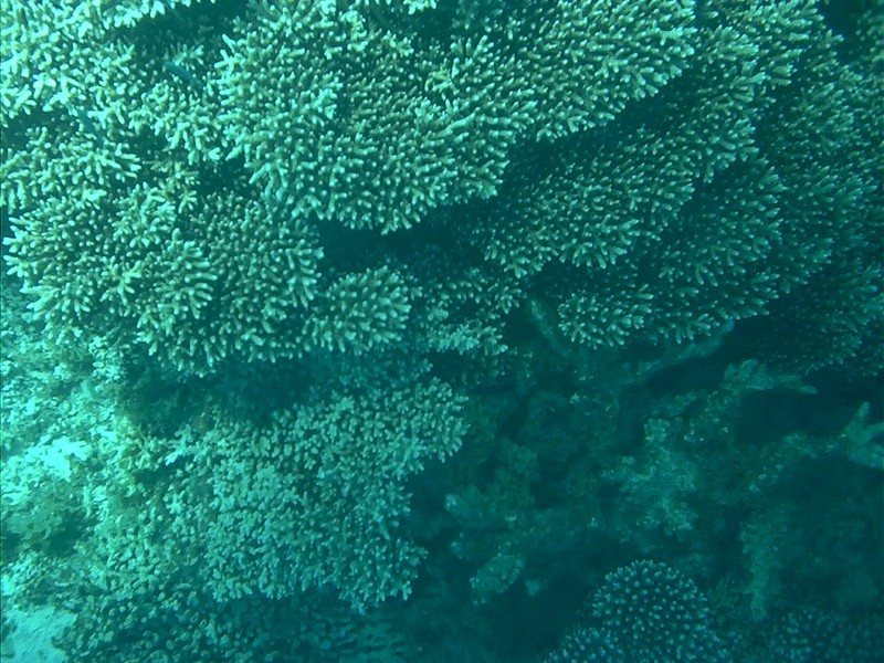 [DOT CD09] Western Australia, Coral Coast; DISPLAY FULL IMAGE.