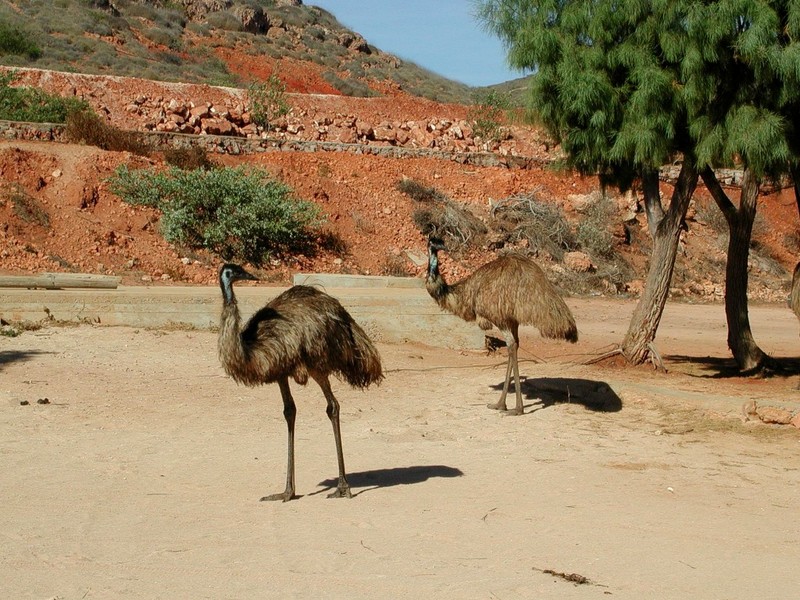 [DOT CD09] Western Australia, Coral Coast - Emu; DISPLAY FULL IMAGE.