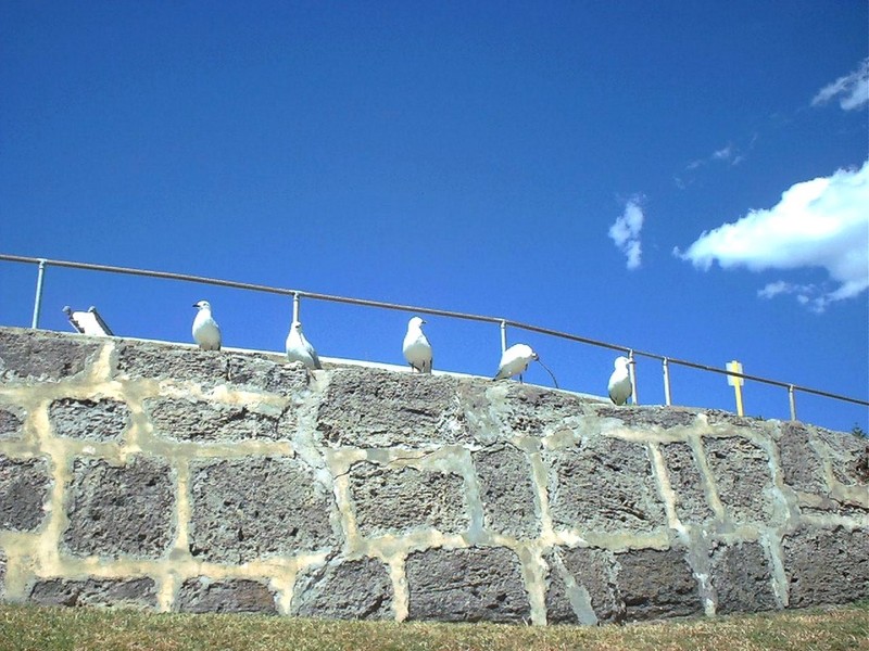 [DOT CD09] Western Australia, Perth Cottesloe Beach - Gulls; DISPLAY FULL IMAGE.