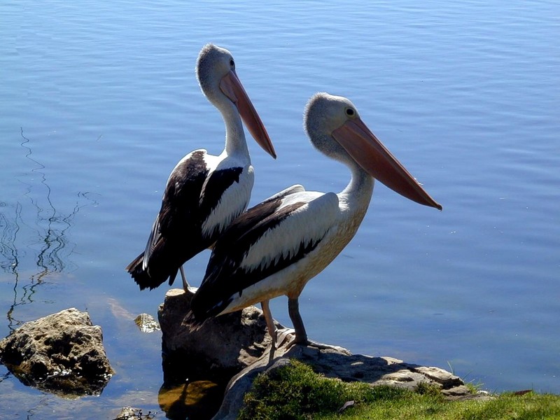 [DOT CD09] Western Australia, Yanchep Park - Australian Pelicans; DISPLAY FULL IMAGE.