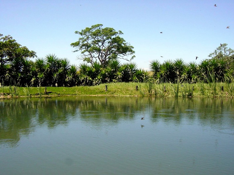 [DOT CD09] Costa Rica, Countryside - Birds; DISPLAY FULL IMAGE.