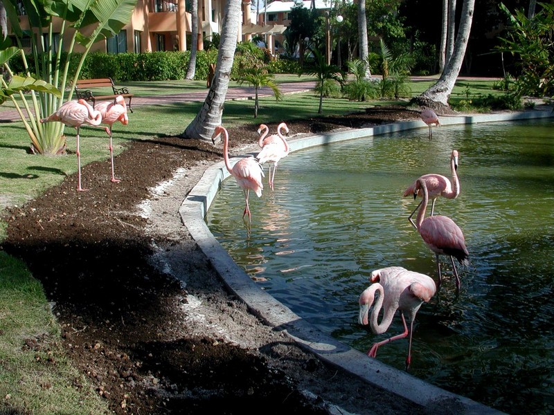 [DOT CD09] Dominican Republic, Punta Cana Resort - Flamingo; DISPLAY FULL IMAGE.