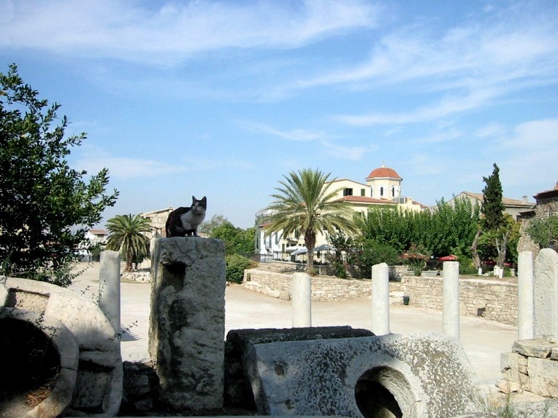 [DOT CD09] Greece Athens Historical Center - Cat; DISPLAY FULL IMAGE.