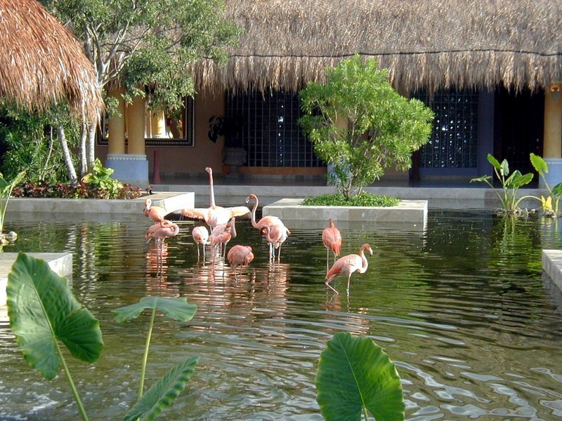 [DOT CD09] Mexico Iberostar Resorts - Flamingo; DISPLAY FULL IMAGE.