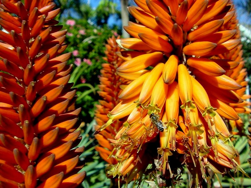 [DOT CD09] South Africa - Aloe Flowers & Honeybee; DISPLAY FULL IMAGE.