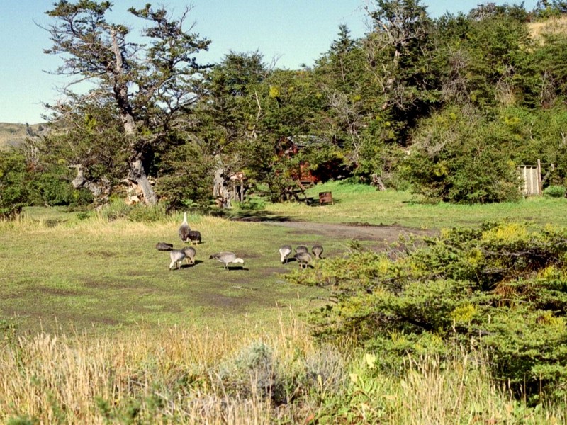 [DOT CD10] Chile Torres del Paine National Park - Geese; DISPLAY FULL IMAGE.