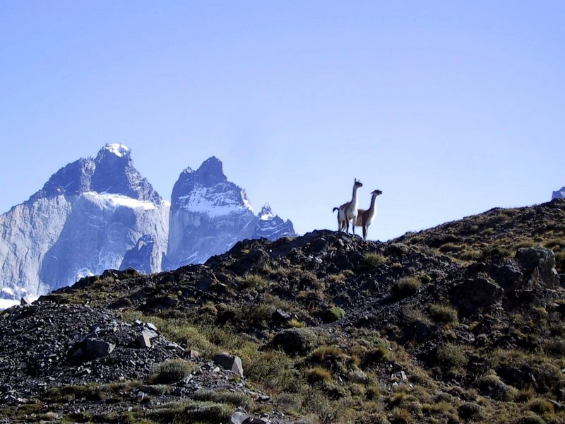 [DOT CD10] Chile Torres del Paine National Park - Guanaco; DISPLAY FULL IMAGE.