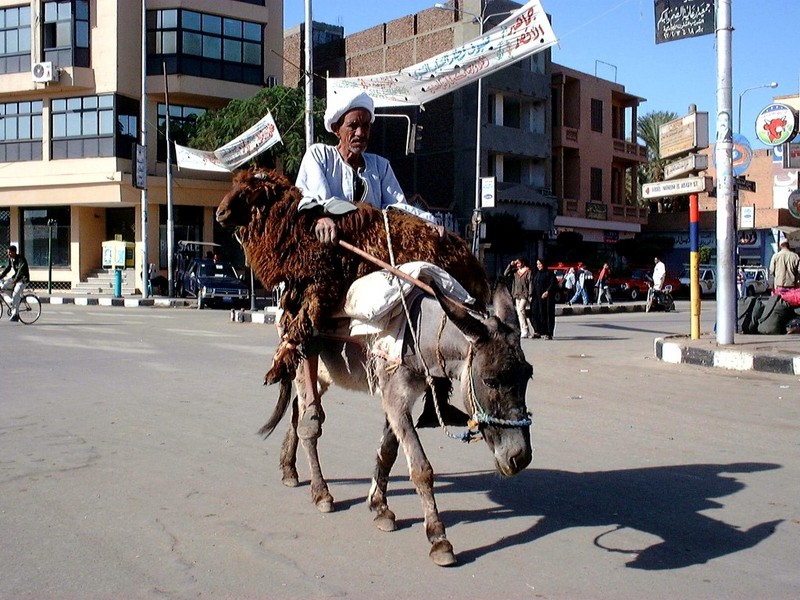 [DOT CD10] Egypt Luxor - Donkey; DISPLAY FULL IMAGE.