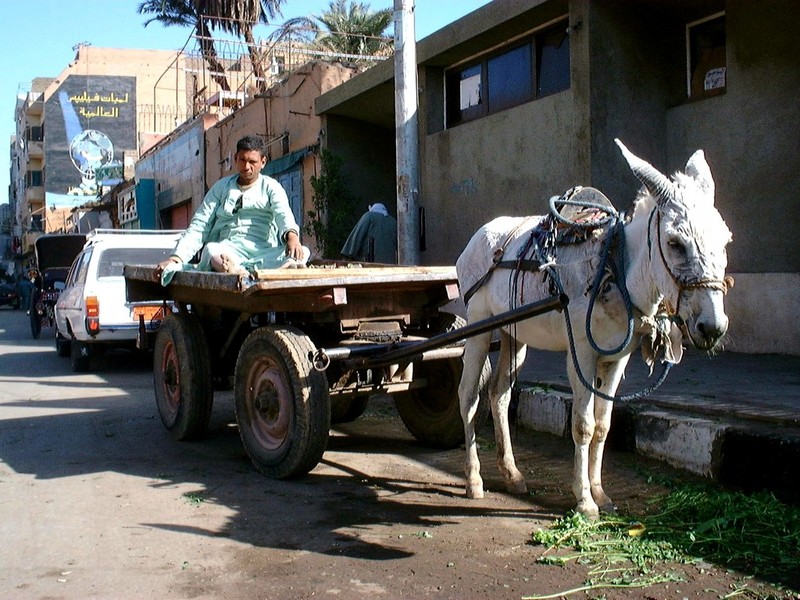 [DOT CD10] Egypt Luxor - Donkey; DISPLAY FULL IMAGE.
