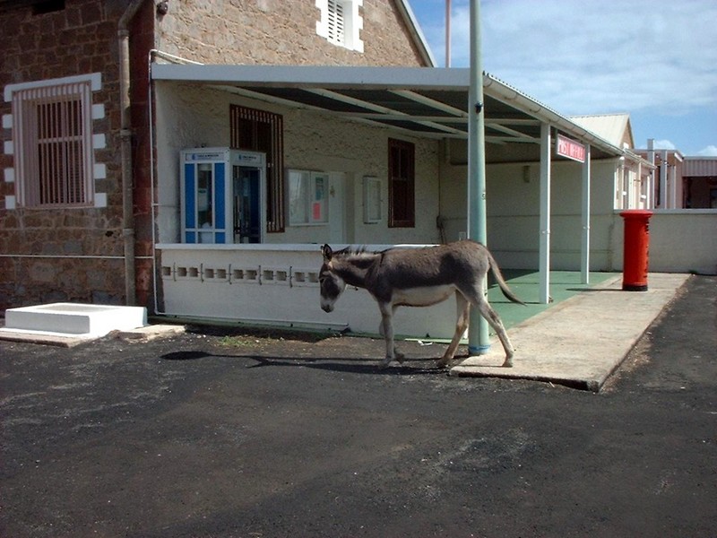 [DOT CD10] Saint Helena Ascension - Donkey; DISPLAY FULL IMAGE.