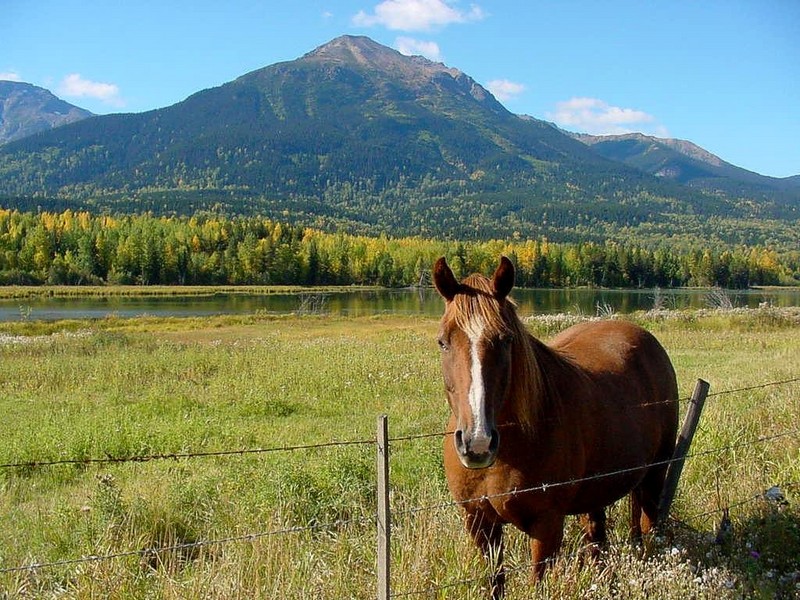 [DOT CD11] Canada, British Columbia - Prince Rupert Forest Region - Horse; DISPLAY FULL IMAGE.