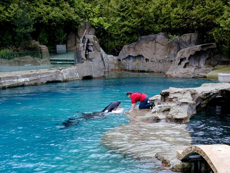 [DOT CD11] Canada, British Columbia - Vancouver Aquarium - Orca; DISPLAY FULL IMAGE.