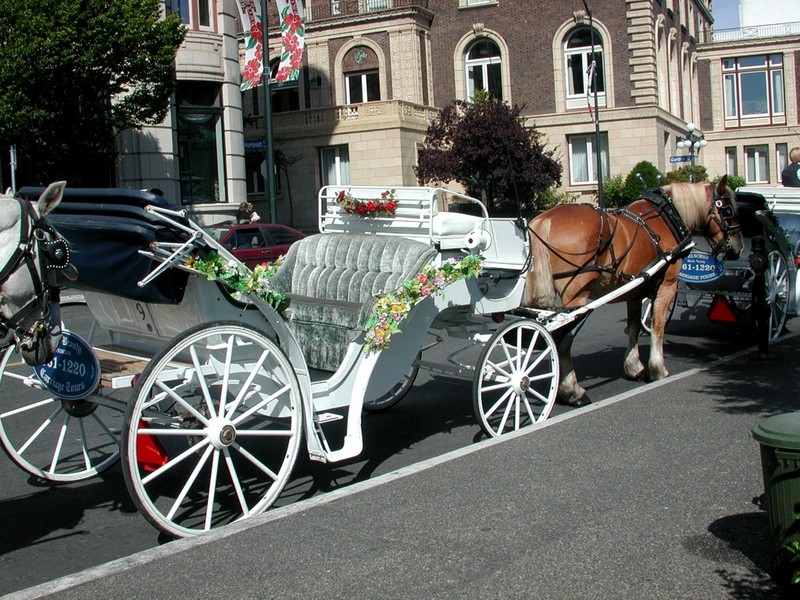 [DOT CD11] Canada, British Columbia - Victoria Cab - Horse; DISPLAY FULL IMAGE.