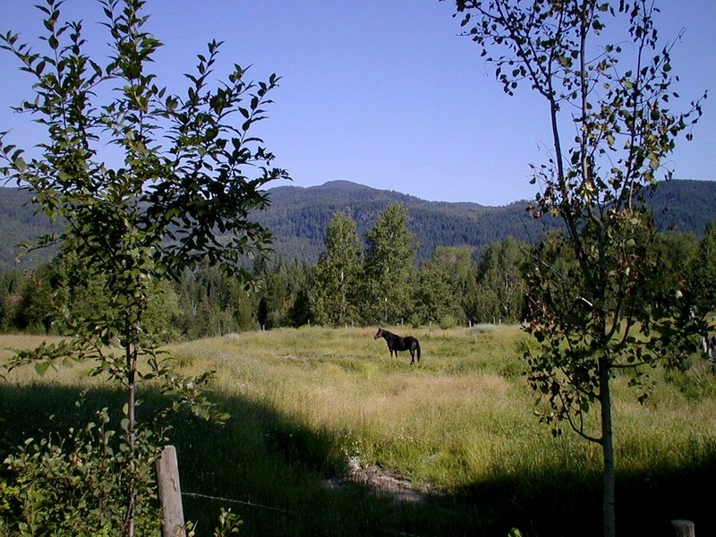 [DOT CD11] Canada, British Columbia - West Kootenay Area - Black Horse; DISPLAY FULL IMAGE.