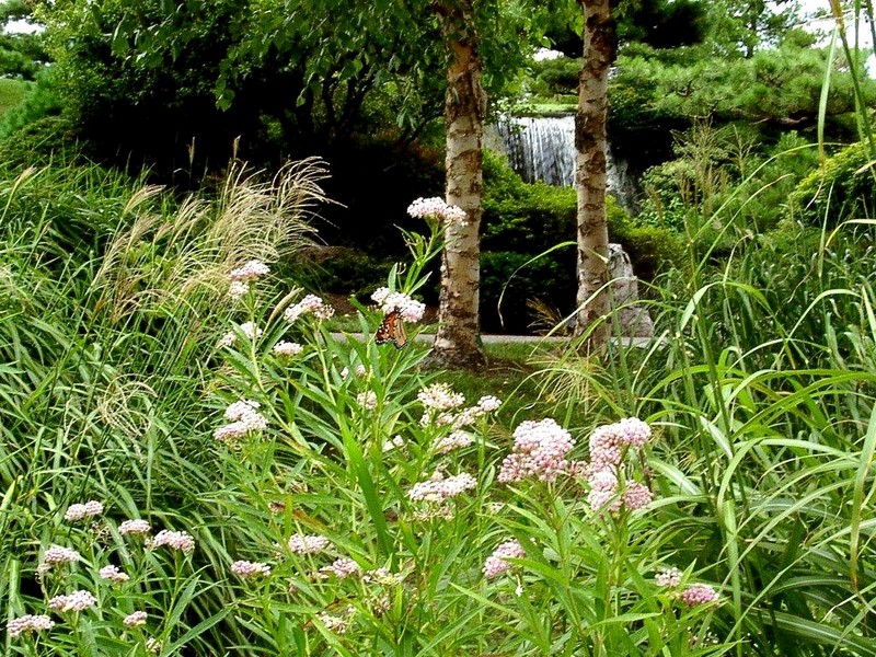 [DOT CD11] Missouri St. Louis Botanical Gardens - Butterfly; DISPLAY FULL IMAGE.