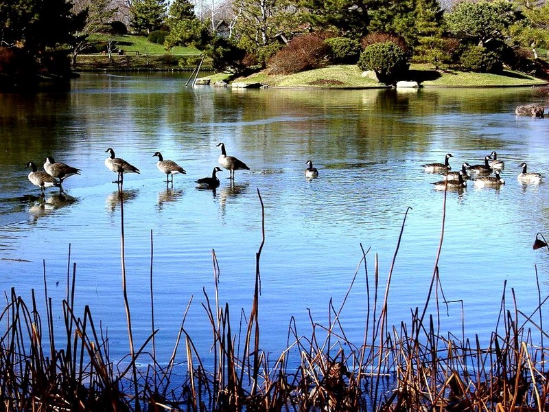 [DOT CD11] Missouri St. Louis Botanical Gardens - Canada Geese; DISPLAY FULL IMAGE.
