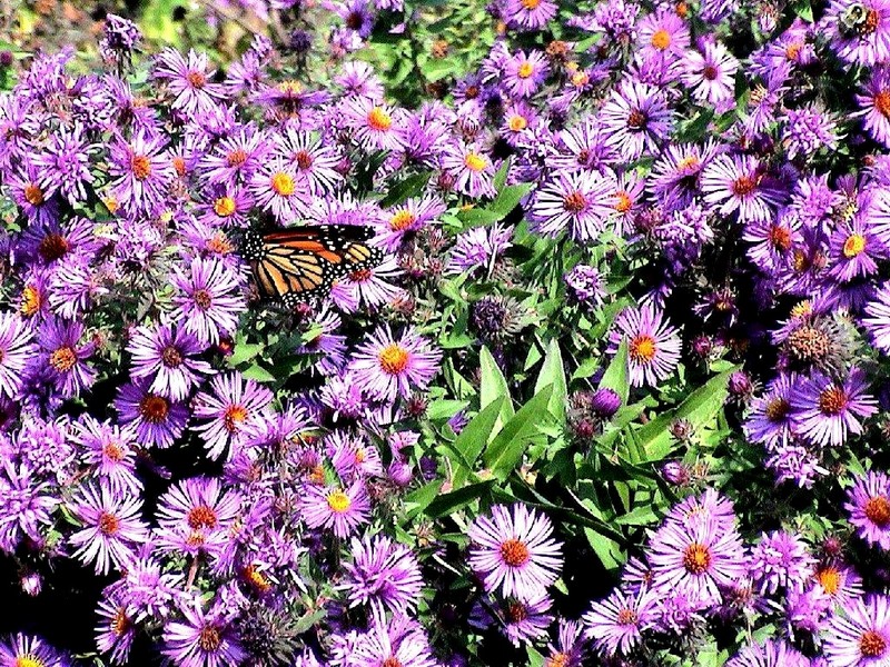 [DOT CD11] Missouri St. Louis Botanical Gardens - Butterfly; DISPLAY FULL IMAGE.