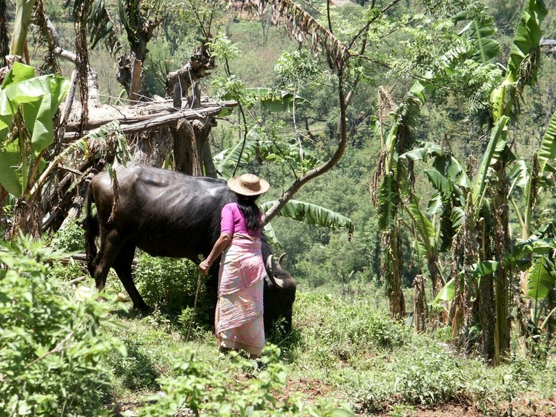 [DOT CD11] Nepal Annapurna Range - Cow; DISPLAY FULL IMAGE.