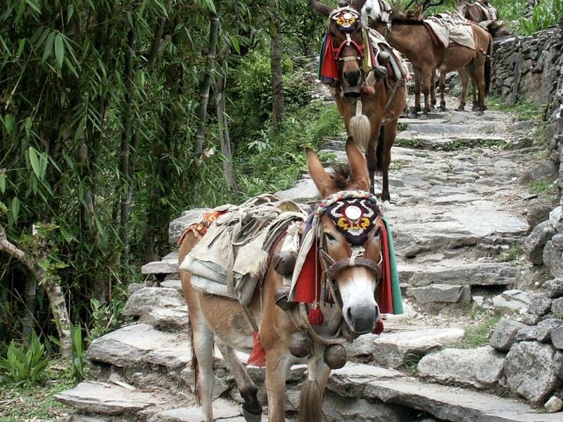 [DOT CD11] Nepal Annapurna Range - Donkeys; DISPLAY FULL IMAGE.
