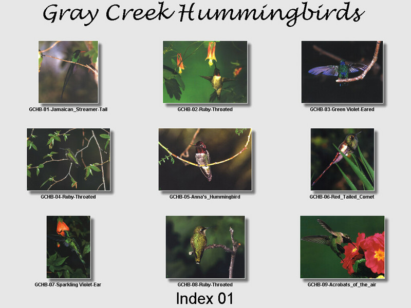 [GrayCreek Hummingbirds] Index 001; DISPLAY FULL IMAGE.