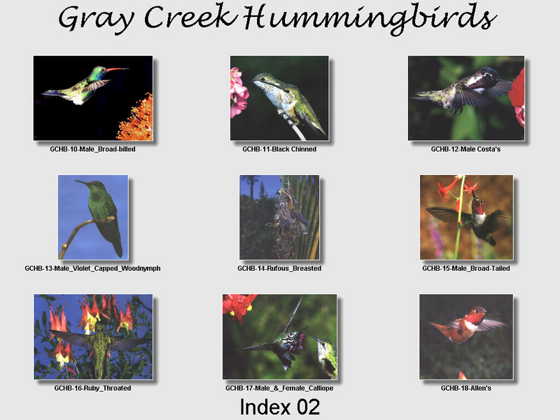 [GrayCreek Hummingbirds] Index 002; DISPLAY FULL IMAGE.