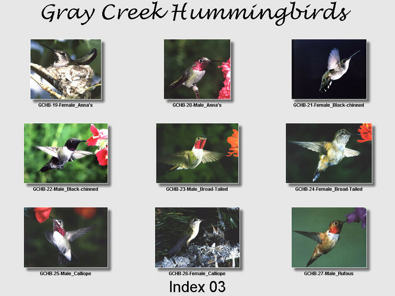 [GrayCreek Hummingbirds] Index 003; DISPLAY FULL IMAGE.