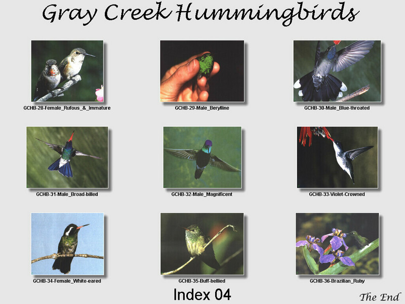 [GrayCreek Hummingbirds] Index 004; DISPLAY FULL IMAGE.