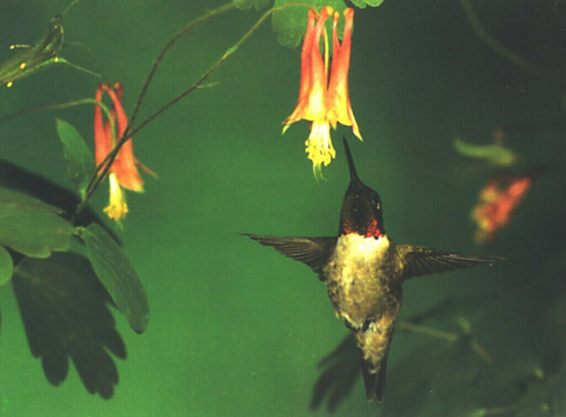 [GrayCreek Hummingbirds] Ruby-throated Hummingbird (Archilochus colubris); DISPLAY FULL IMAGE.