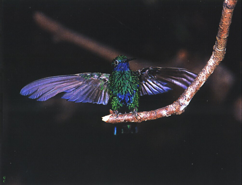 [GrayCreek Hummingbirds] Green Violet-eared Hummingbird (Colibri thalassinus); DISPLAY FULL IMAGE.