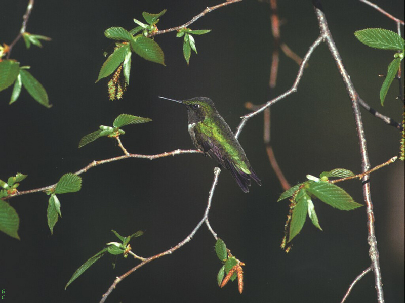 [GrayCreek Hummingbirds] Ruby-throated Hummingbird (Archilochus colubris); DISPLAY FULL IMAGE.