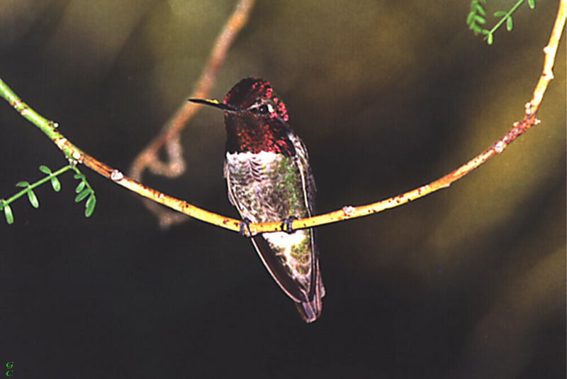 [GrayCreek Hummingbirds] Anna's Hummingbird (Calypte anna); DISPLAY FULL IMAGE.