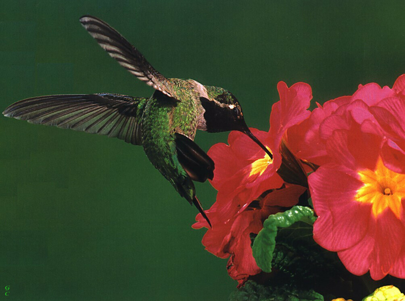 [GrayCreek Hummingbirds] Acrobats of the air; DISPLAY FULL IMAGE.