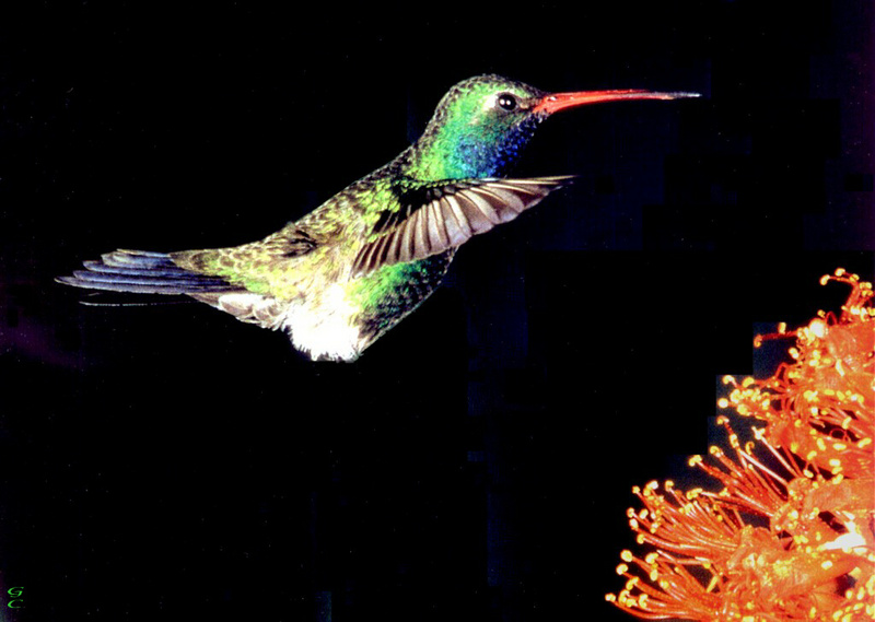 [GrayCreek Hummingbirds] Male Broad-billed Hummingbird (Cynanthus latirostris); DISPLAY FULL IMAGE.
