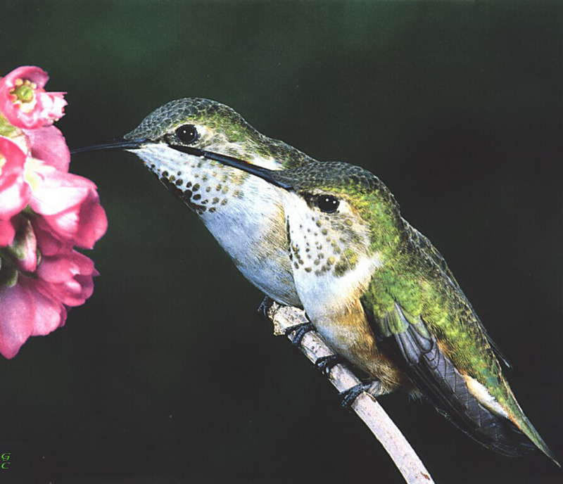 [GrayCreek Hummingbirds] Black-chinned Hummingbird (Archilochus alexandri); DISPLAY FULL IMAGE.