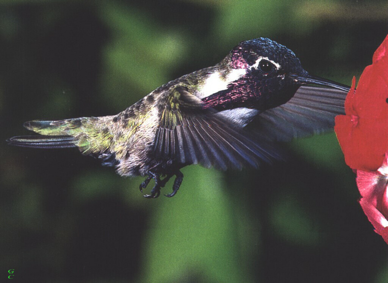 [GrayCreek Hummingbirds] Male Costa's Hummingbird (Calypte costae); DISPLAY FULL IMAGE.
